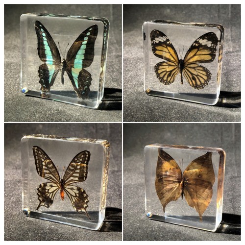 透明昆虫标本真蝴蝶蜻蜓