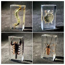 真实昆虫琥珀标本幼儿园教学儿童玩具动物蝴蝶小摆件蝎子蜘蛛甲虫
