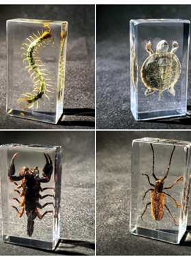 真实昆虫琥珀标本幼儿园教学儿童玩具动物蝴蝶小摆件蝎子蜘蛛甲虫