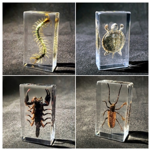 真实昆虫琥珀标本幼儿园教学儿童玩具动物蝴蝶小摆件蝎子蜘蛛甲虫