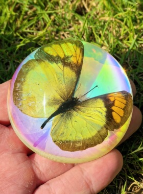 天然真实昆虫树脂蝴蝶标本半圆透明夜光书桌摆件工艺品蝎子蜘蛛