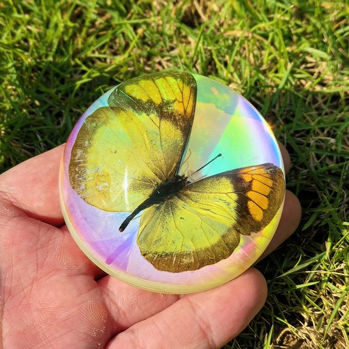 千年虫蝴蝶标本半球饰品