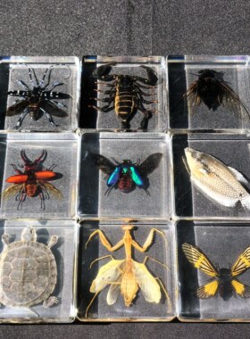 树脂摆件真实昆虫标本海洋生物海星章鱼蜘蛛蝎子龟螺生日礼物