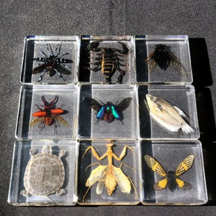 树脂摆件真实昆虫标本海洋生物海星章鱼蜘蛛蝎子龟螺生日礼物