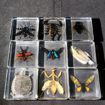 树脂摆件真实昆虫标本海洋生物海星章鱼蜘蛛蝎子龟螺生日礼物