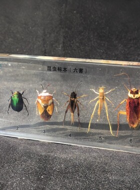 真实昆虫动物标本生长发芽岩石标本六害六益中小学自然科普生物