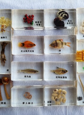 透明树脂包埋 昆虫 植物 种子标本 鱼 幼儿认知玩具 小学生物教学