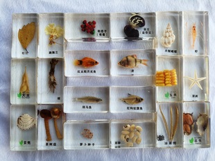 透明树脂包埋 昆虫 植物 种子标本 鱼 幼儿认知玩具 小学生物教学