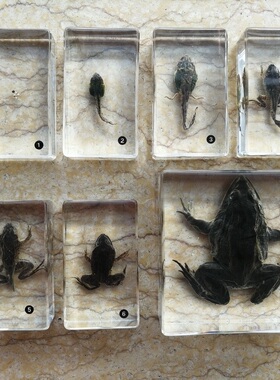 幼儿园小学儿童教学文具真实动物昆虫青蛙蜻蜓蜜蜂成长标本套装