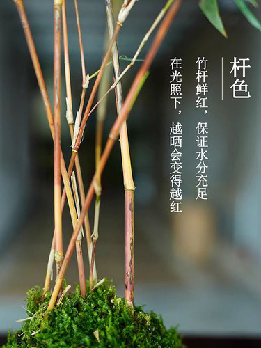 一物一拍 绿植花卉盆栽红观音米竹内门竹