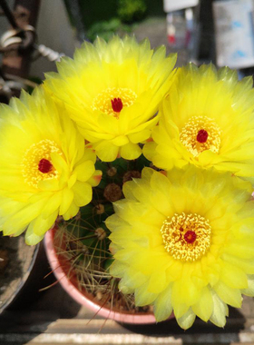 实生青王丸仙人球多肉植物开花仙人球仙人掌盆栽花卉防辐射植物