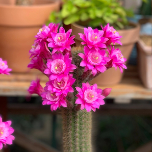 奥拓otto金纽毛花柱仙人球仙人掌多肉植物阳台庭院易开花盆栽花卉