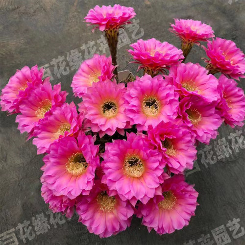 自根浓桃筋开花仙人球