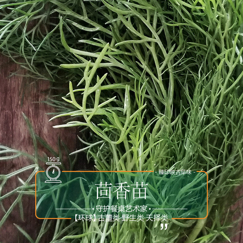 臻印映新鲜茴香苗胜似野生超越有机有益皮肤防水肿清香养颜美容.4