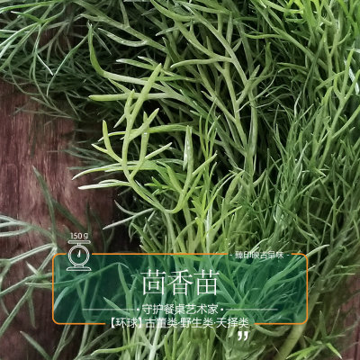 臻印映自然生长鲜茴香苗养颜美容