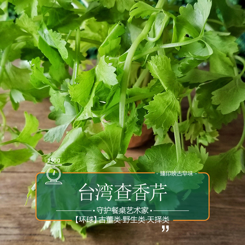 臻印映新鲜查香芹菜原野悠闲成长天生天养嫩芯小苍兰水芹香气叶食