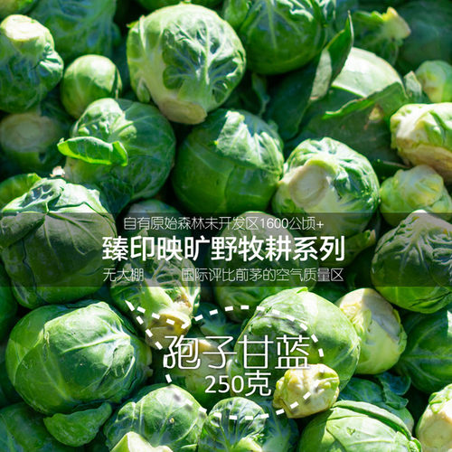 臻印映新鲜抱子甘蓝小包菜可口