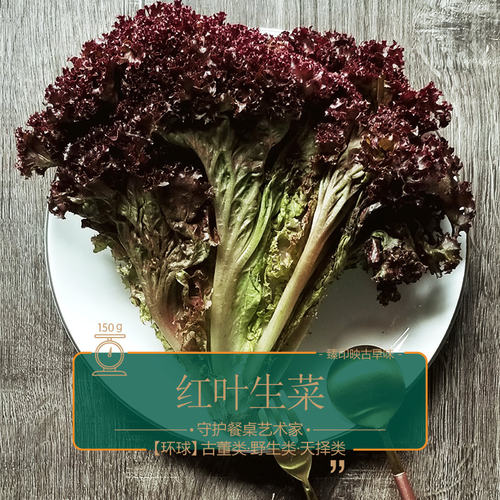 臻印映新鲜红叶生菜红罗莎超越有机生机生食推荐可口无农残化肥腥
