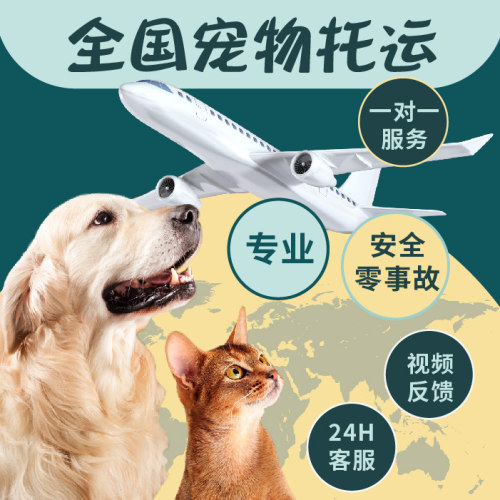青岛托运青岛宠物托运随机办理