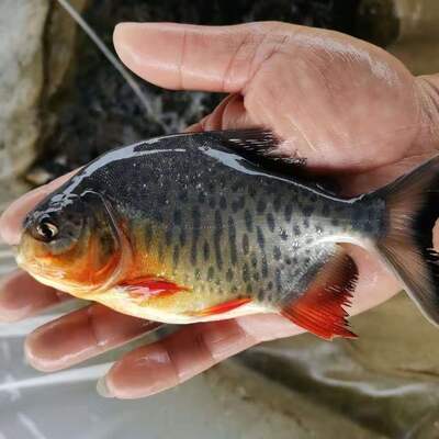鲳鱼红鲳鱼淡水白鲳水花苗养殖