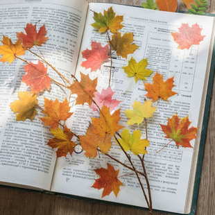 成长手册装饰材料叶子植物自然丛书系列一叶知秋贴纸包