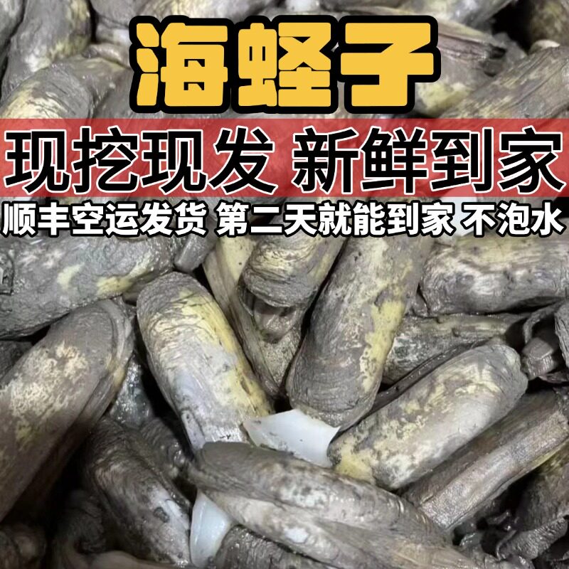 福建莆田蛏子带泥不泡水新鲜海鲜大蛏子海产海鲜哆头蛏子顺丰包邮