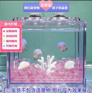 水母活物赤月海月懒人好养宿舍桌面小型观赏宠物鱼缸无电水母缸