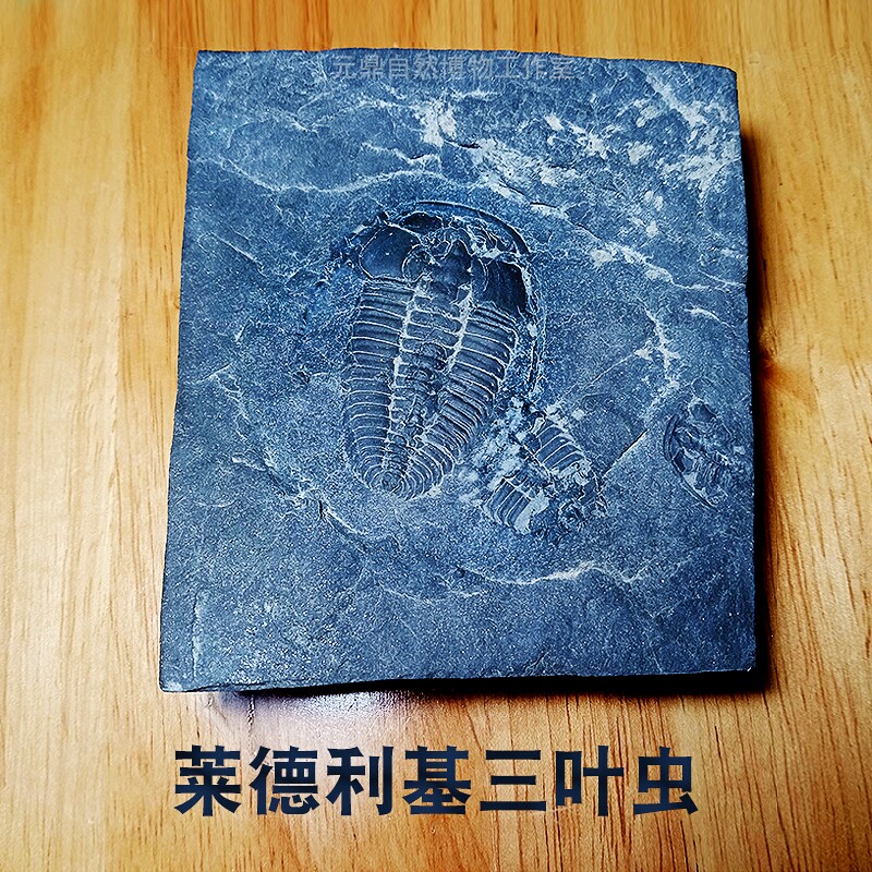 天然三叶虫莱德利基虫史前生物化石原石考古标本桌面创意摆件礼品