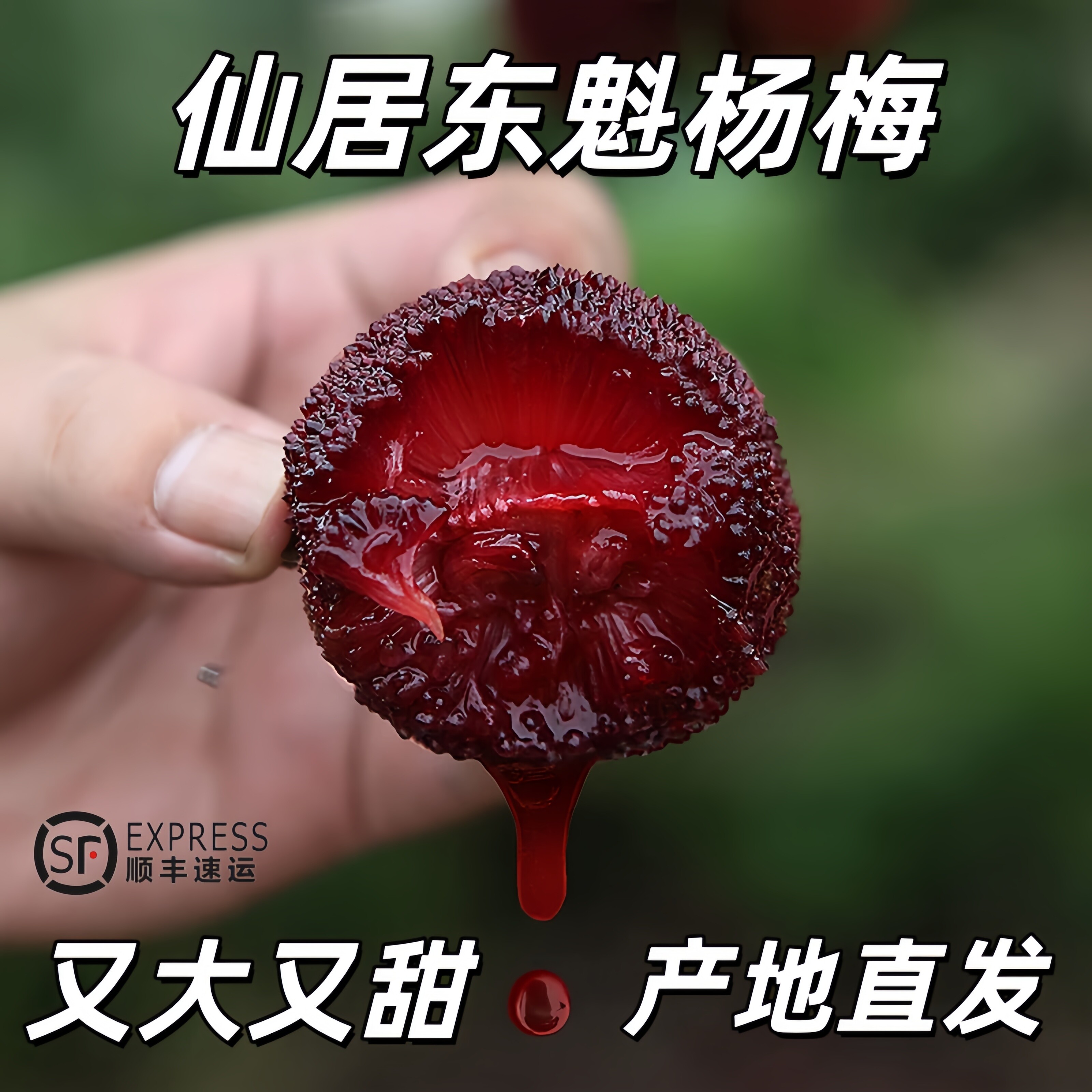 【特甜】正宗仙居东魁杨梅颗粒气调包装乒乓球礼盒当季新鲜水果