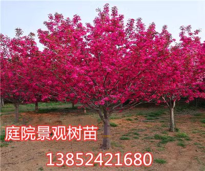 正宗日本樱花树苗樱花小苗南北方庭院地栽盆栽花树园林植物风景树