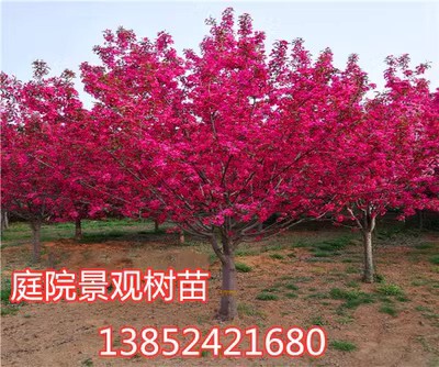 正宗日本樱花树苗樱花小苗南北方庭院地栽盆栽花树园林植物风景树