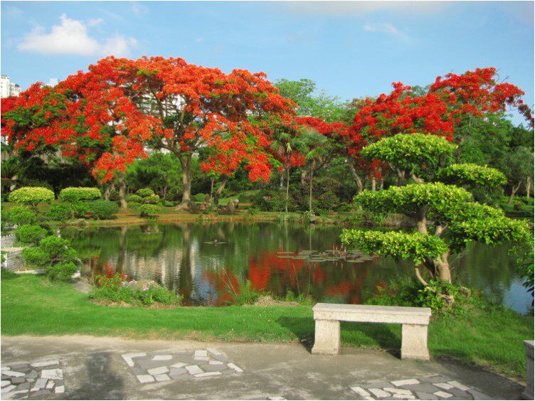 新品珍稀名贵树苗 耐冻红花凤凰树苗 火焰树 庭院绿化风景树苗