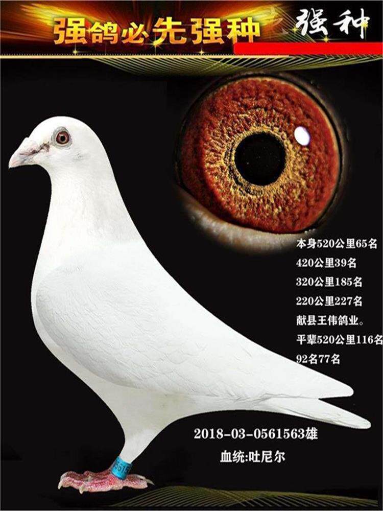 白信鸽赛鸽纯白幼鸽村松白吐尼尔锡坤白成绩珍珠鸽子活体原配种鸽