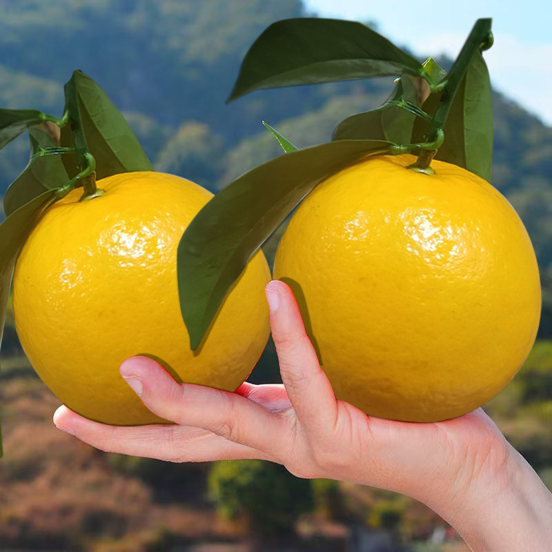 廉江青平新鲜特产现摘水果红江橙