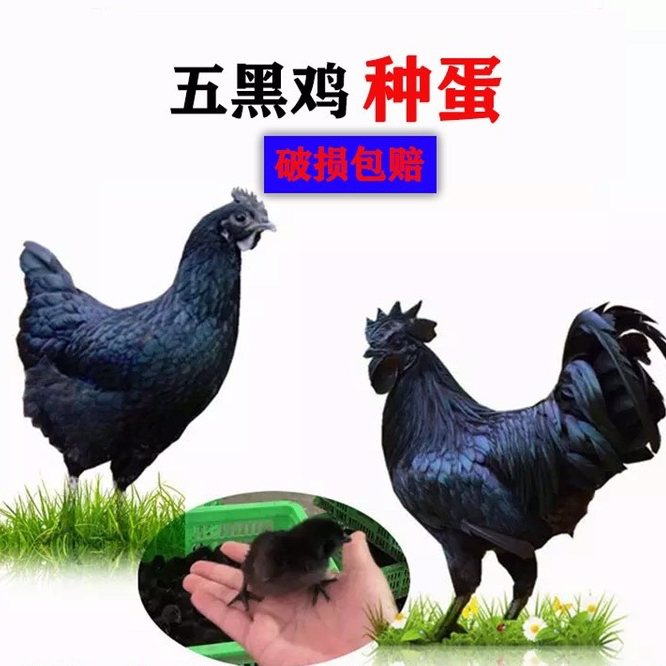 五黑一绿种蛋可孵化乌骨土柴小鸡黑羽乌鸡绿壳蛋鸡受精蛋20枚包邮