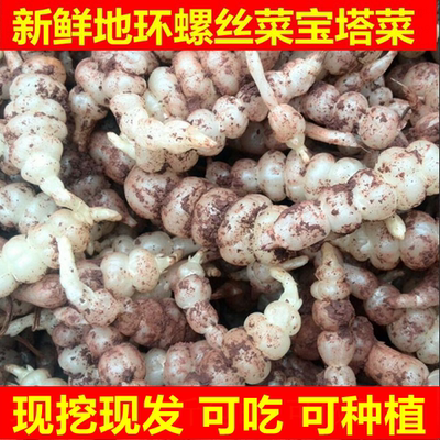 螺丝菜生新鲜酱菜宝塔菜产地直销