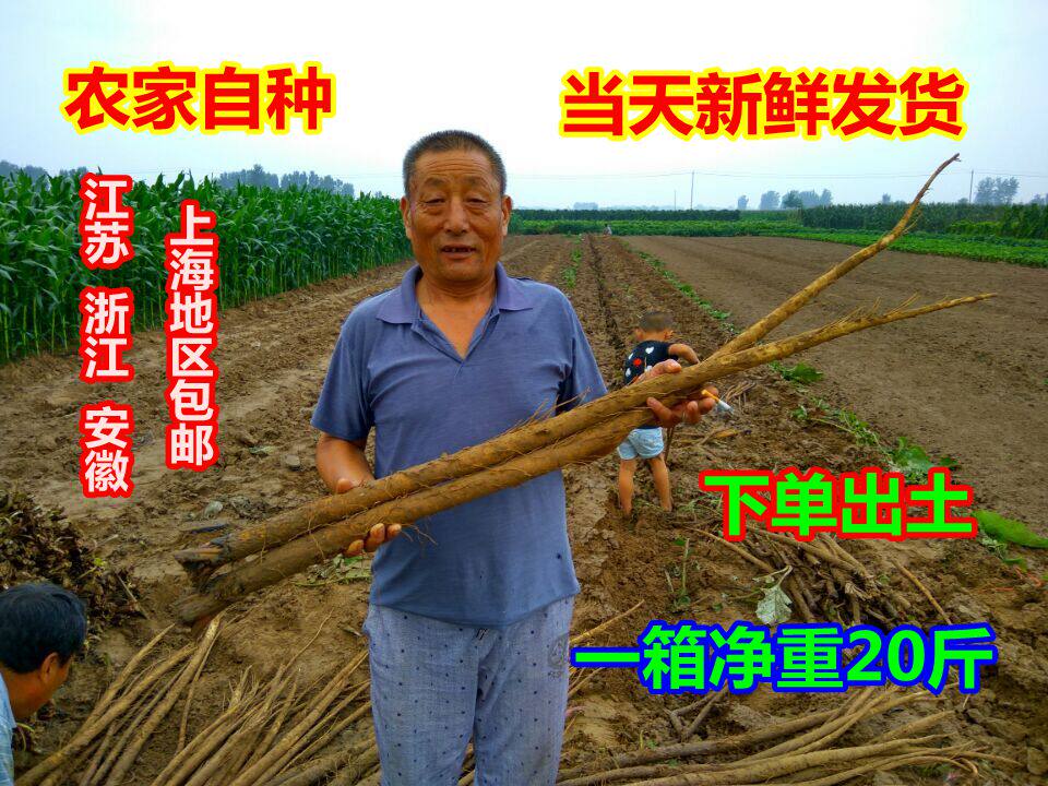2024年徐州农产品现挖一级新鲜食用牛蒡根净重20斤75元包邮