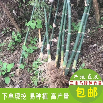 农业绿植马蹄笋竹苗带根甜笋苗绿竹子苗高产量麻竹苗现挖水果竹苗