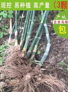 漳州绿植马蹄笋竹苗甜笋苗绿竹子苗高产量绿笋苗种植现挖3颗装