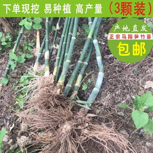 漳州绿植马蹄笋竹苗甜笋苗绿竹子苗高产量绿笋苗种植现挖3颗装