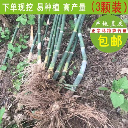 漳州绿植马蹄笋竹苗甜笋苗绿竹子苗高产量绿笋苗种植现挖3颗装
