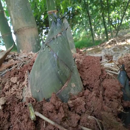 漳州麻笋新鲜现挖竹笋大头笋当季时令蔬菜野生绿竹笋夏季笋4斤装