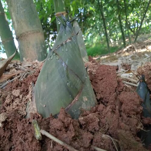 漳州麻笋新鲜现挖竹笋大头笋当季时令蔬菜野生绿竹笋夏季笋4斤装