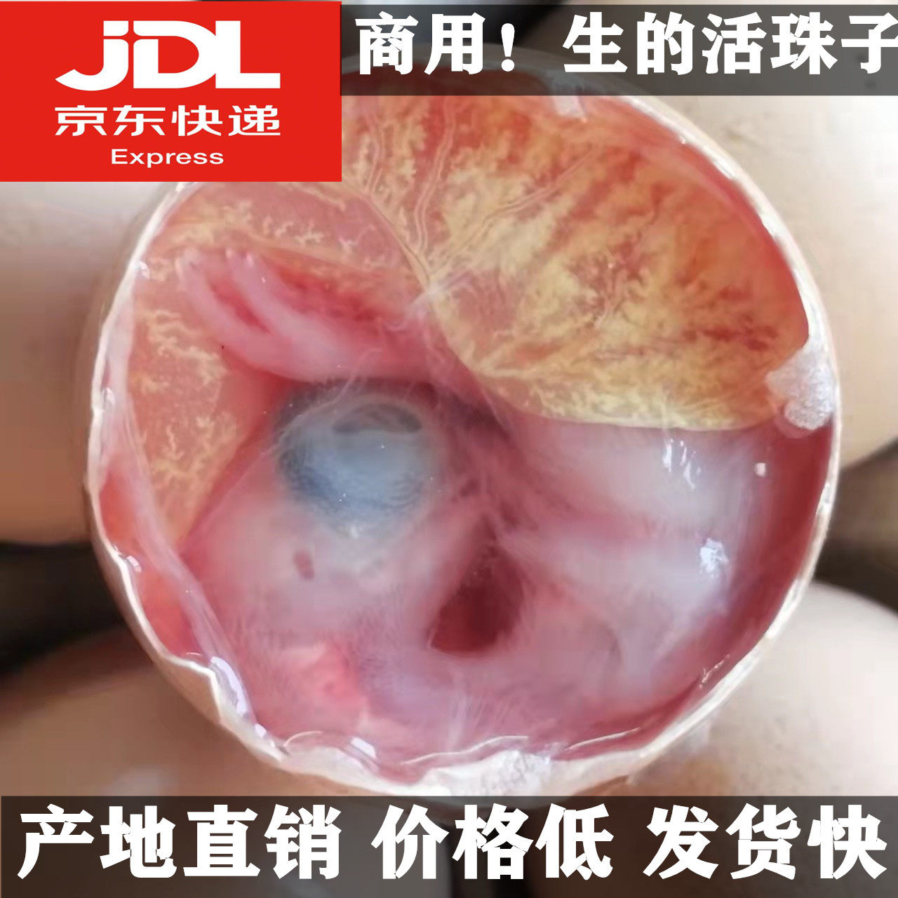 生的40枚13天活珠子)鸡蛋胚新鲜食材山东农家烧烤喜蛋顺丰