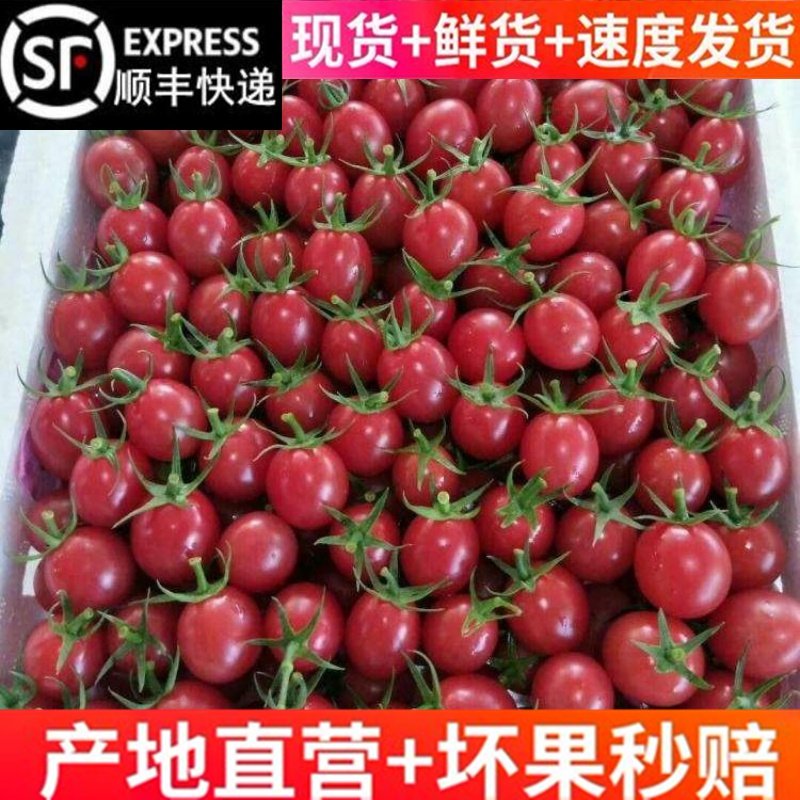 顺丰山东千禧圣女果5斤 农家特产千禧果可口樱桃小西红柿番茄水果,水产肉类/新鲜蔬果/熟食,番茄,淘宝优惠券,粉丝福利购,淘宝优惠卷