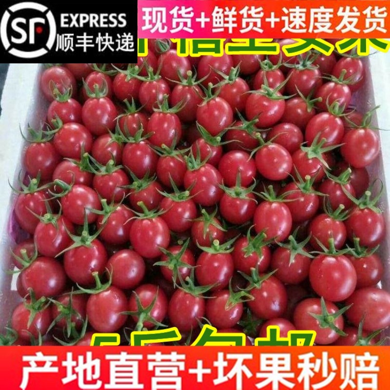 顺丰山东千禧5斤圣女果小番茄新鲜樱桃小西红柿山东特产水果孕妇,水产肉类/新鲜蔬果/熟食,番茄,淘宝优惠券,粉丝福利购,淘宝优惠卷
