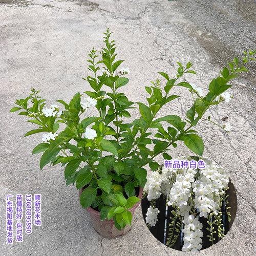 耐热白色金巧克力花苗阳台观花
