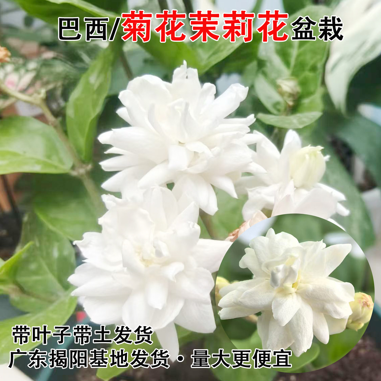 巴西菊花茉莉盆栽重瓣大花茉莉苗阳台绿植独杆浓香茉莉花新手易养图片