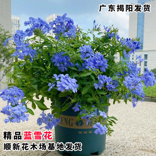 蓝雪花盆栽苗四季开花阳台庭院