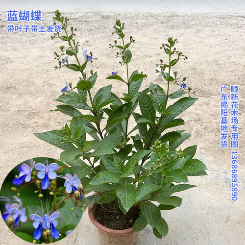 蓝蝴蝶盆栽阳台庭院四季开花